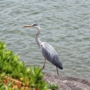 greyheron0007.jpg