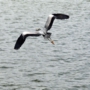 greyheron0008.jpg