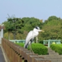 greyheron0010.jpg