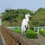 greyheron0011.jpg