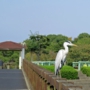 greyheron0012.jpg