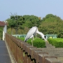 greyheron0013.jpg