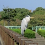 greyheron0014.jpg