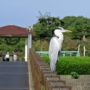 greyheron0016.jpg