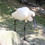 eurasian_spoonbillヘラサギ001.jpg