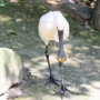 eurasian_spoonbillヘラサギ002.jpg