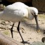 eurasian_spoonbillヘラサギ005.jpg