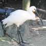 eurasian_spoonbillヘラサギ009.jpg