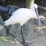 eurasian_spoonbillヘラサギ010.jpg