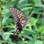 Swallowtail_butterfly010.jpg