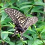 Swallowtail_butterfly011.jpg