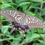 Swallowtail_butterfly012.jpg