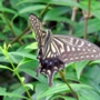 Swallowtail_butterfly013.jpg