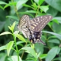 Swallowtail_butterfly014.jpg