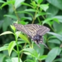 Swallowtail_butterfly015.jpg