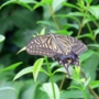 Swallowtail_butterfly016.jpg