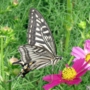 Swallowtail_butterfly017.jpg