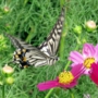 Swallowtail_butterfly018.jpg