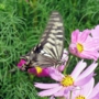 Swallowtail_butterfly019.jpg