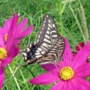 Swallowtail_butterfly020.jpg