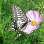 Swallowtail_butterfly021.jpg