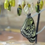 Tree_nymph_butterfly020.jpg