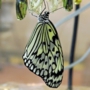 Tree_nymph_butterfly021.jpg