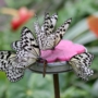 Tree_nymph_butterfly027.jpg