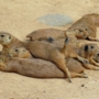 prairiedogプレーリードッグ0117.jpg