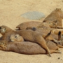 prairiedogプレーリードッグ0119.jpg