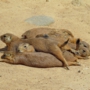 prairiedogプレーリードッグ0120.jpg