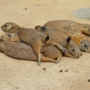 prairiedogプレーリードッグ0121.jpg