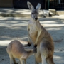 kangarooカンガルー04.jpg