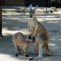 kangarooカンガルー05.jpg