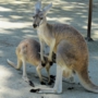 kangarooカンガルー09.jpg