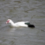 muscovyduck0001.jpg