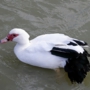 muscovyduck0003.jpg