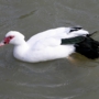 muscovyduck0004.jpg