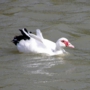 muscovyduck0010.jpg