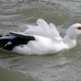 muscovyduck0013.jpg