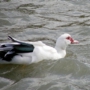 muscovyduck0014.jpg