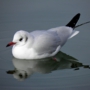 b_h_gull012.jpg