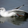 b_h_gull013.jpg