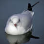 b_h_gull015.jpg