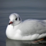 b_h_gull017.jpg