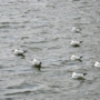 b_h_gull019.jpg